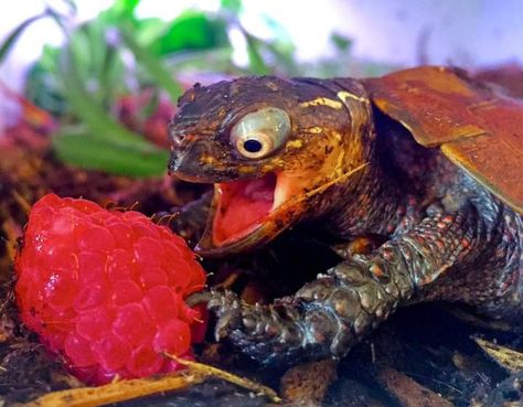 This Vietnamese black-breasted leaf turtle was over the moon about her raspberry! Over The Moon, Turtles, The Moon, Raspberry, Moon, Black