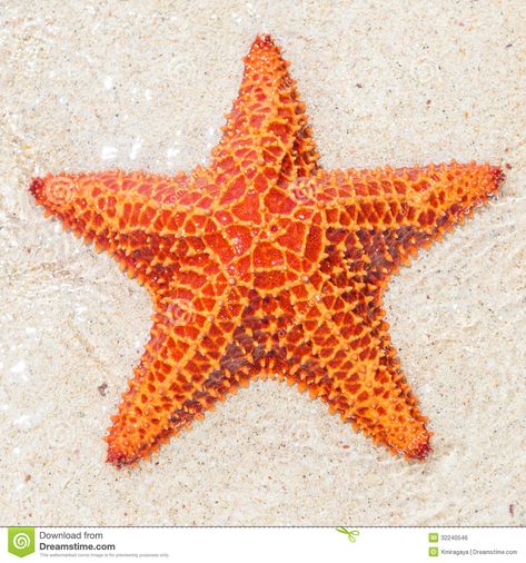 Sea Star, Tropical Beach, Starfish, Close Up, Orange, Water