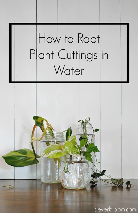 How to Root Plant Cuttings in Water- cleverbloom.com Water Plants Indoor, Growing Food Indoors, Indoor Water Garden, Hydroponic Farming, Hydroponics Diy, Palm Green, Hydroponic Growing, Hydroponic Gardening, Plant Cuttings