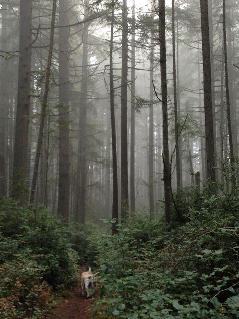 McCormick Park, Gig Harbor Washington State Washington Forest Aesthetic, Harbor Aesthetic, Hoh Forest Washington, Washington State Aesthetic, Washington State Forest Aesthetic, Washington State Forest, Gig Harbor Washington, Puget Sound Washington, Armstrong Redwoods State Park