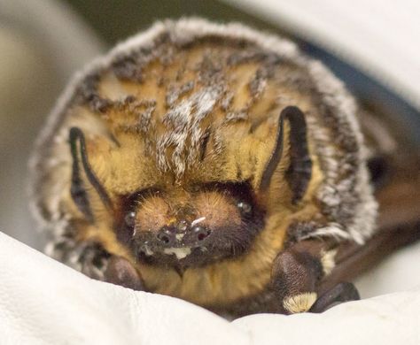 CA Wildlife Center on Twitter: "Did you know in 2015, @CAWildlife rescued three different species of bat? CA Myotis, Hoary, and Mexican Free-Tailed. https://t.co/HDsIqOzuFs" Bat Species, Bat Art, Different Species, Awesome Animals, Animal Pictures, Did You Know, Bat, Cute Animals, On Twitter