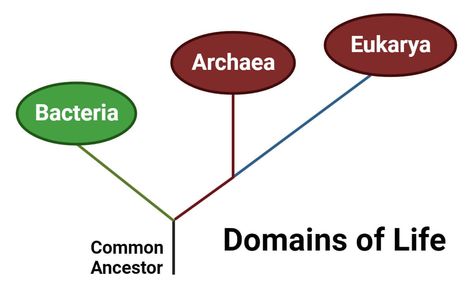 Archaea is a domain of life, together with Bacteria and Eukarya, containing single-celled prokaryotes other than bacteria. They are the oldest life-form known to exist. The name Archaea is derived ... Read more The post <a rel="nofollow" href="https://microbenotes... Archaea Bacteria, Sulphur Cycle, Rna Polymerase, Nutrient Cycle, Cell Organelles, Planetary Science, Cell Wall, Cell Membrane, Marine Ecosystem