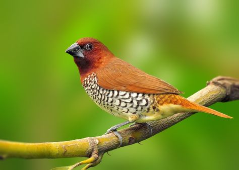 The scaly-breasted munia or spotted munia, known in the pet trade as nutmeg mannikin or spice finch, is a sparrow-sized estrildid finch native to tropical Asia. Wikipedia Scientific name: Lonchura punctulata Higher classification: Munia Rank: Species Dna Jewelry, Bird Breeds, Birds For Sale, Dna Testing, Finches Bird, Bird Wings, Finches, Grass Seed, Dog Biting