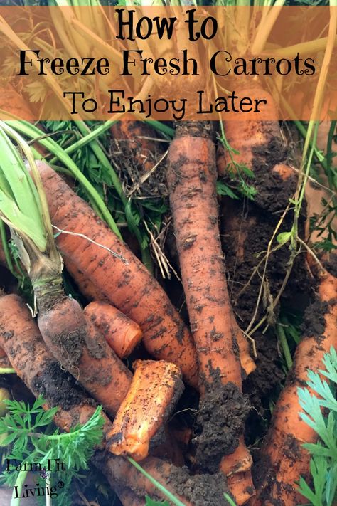 Freezing Carrots From Garden, How To Freeze Carrots From The Garden, How To Freeze Carrots, Freezing Carrots, Freezing Veggies, Carrots Recipes, Soup Carrot, Diy Outdoor Living, Carrots Roasted