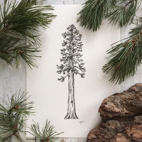 Treescape Tattoo, Fir Tree Tattoos, Sequoia Tree Tattoo, 18th Quotes, Tree Design Illustration, Outdoorsy Tattoos, Tree Tattoo Drawings, Redwood Tattoo, Tree Tat