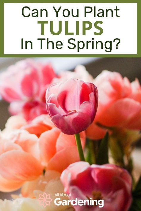 Are you thinking of growing some tulips but aren't sure what time of year is the best to grow them? We will go over all of thatThanks aga and more here in this article! Tulips In Planters, Planting Tulip Bulbs In Spring, Planting Tulips In Spring, Tulip Bulbs Planting, Where To Plant Tulips, Tulip Types, Tulip Flower Bed, When To Plant Tulip Bulbs, Bulbs In Water