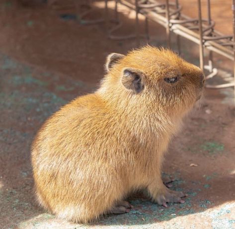 Capybaras on Twitter: "no talk me i angy… " Capybara Pet, Baby Capybara, Baby Possum, Australia Animals, Animal Habitats, Silly Animals, Cute Little Animals, 귀여운 동물, Cute Funny Animals