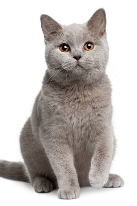 British Shorthair Cat Stock Photos, Pictures & Royalty-Free Images - iStock Mandela Art, Cat Png, Mandela Catalogue, Shorthair Cat, Cat Stock, British Shorthair Cats, Best Bud, Scary Art, British Shorthair