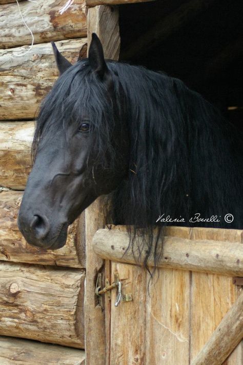 For The Love Of Horses Murgese horses, photos by Valeria Bonelli. Horses Photos, Black Horses, Friesian Horse, Equestrian Life, Horse Photos, Black Horse, Arabian Horse, Quarter Horse, Horse Pictures