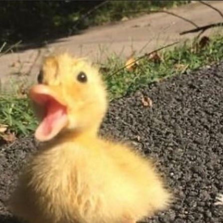 Cute Duck Pictures, Campbell Core, Ducks Aesthetic, Duck Pics, Ducks Funny, Duck Pfp, Funny Ducks, Silly Duck, Cute Ducks