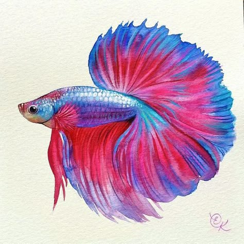 Betta Fish Drawing, Beta Fish Drawing, Muse Painting, Fish Drawing Easy, Blue Betta Fish, Betta Fish Tattoo, Fish Sketch, Parrot Painting, Fish Drawing