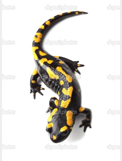 Fire salamander tattoo Salamander Tattoo, Fire Salamander, Gecko Tattoo, Zoo Coloring Pages, Tattoo Background, Salamanders, Fire Tattoo, 3d Tattoos, 3d Tattoo