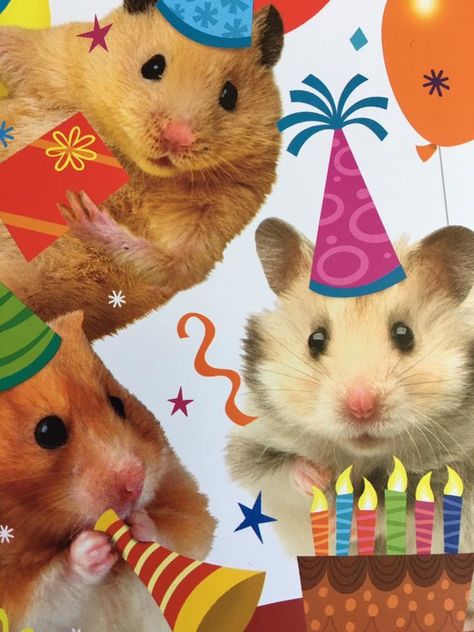 Birthday Memes Cute, Birthday Card Ideas Cute Aesthetic, Birthday Icons Aesthetic, Happy Bday Funny, Hbd Aesthetic, Funny Bday Cards, Hbd Happy Birthday, Birthday Pfp, Hamster Birthday