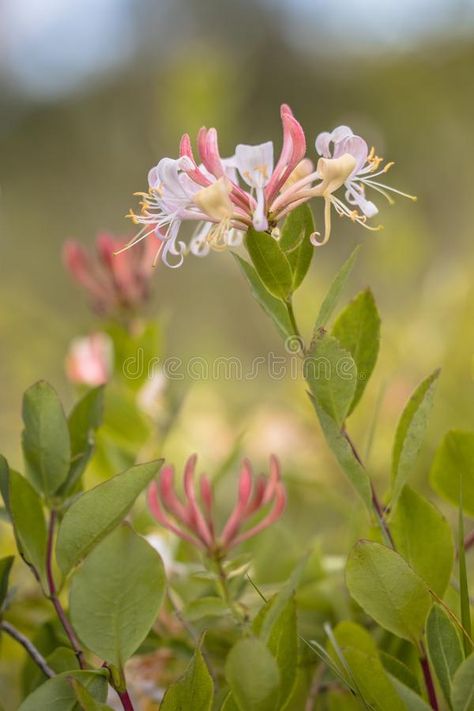 Perfoliate Honeysuckle Buds and Flowers Stock Image - Image of bach, honey: 119664747 Honeysuckle Plant, Honey Suckle, Tattoos Inspiration, Painting References, Honeysuckle Flower, Reference Art, Fairy Tattoo, Illustration Ideas, Floral Drawing