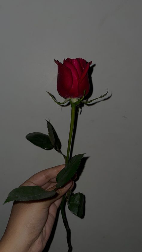 Snapchat, rose, red, dark aesthetic Red Roses Snapchat, Rose Day Snapchat Stories, Single Rose Aesthetic, Red Rose Aesthetic Vintage, Rose Snap Story, Rose Snapchat Stories, Red Rose Pic, Dark Red Roses Aesthetic, Rose Snapchat