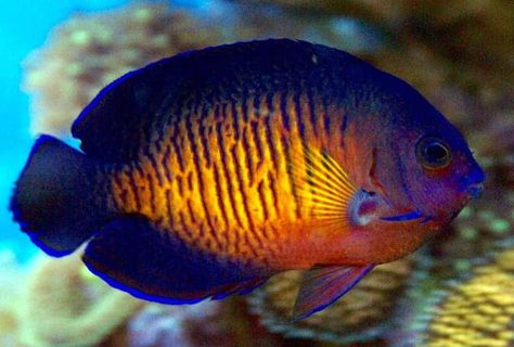 Coral Beauty Angelfish - Ultimate Care & Buyers Guide 4 Tropical Fish Pictures, Nano Reef Tank, Marine Fish Tanks, Saltwater Aquariums, Salt Water Aquarium, Saltwater Aquarium Fish, Fish Pictures, Saltwater Fish Tanks, Tropical Fish Tanks