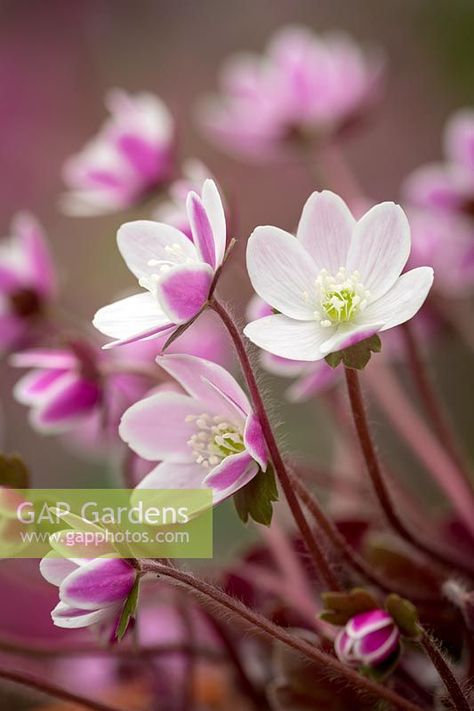 Unseen Beauty, Anemone Hepatica, Beautiful Plants, Dream Garden, Anemone, Garden Plants, Planting Flowers, Plants, Flowers