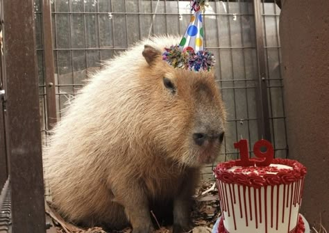 Capybara Aesthetic, Baby Capybara, Rock Poster Art, Happy Birthday Meme, Girly Room, Small Clothes, Birthday Meme, Miraculous Ladybug Anime, Silly Animals