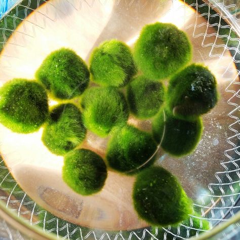 Marimo Moss Ball Aesthetic, Moss Ball Pet, Moss Ball Aquarium, Marimo Moss, Marimo Moss Ball, Independent Man, Moss Ball, Long Candles, Grass Stains