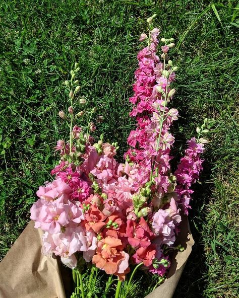 Snapdragon Flowers Aesthetic, Snapdragon Aesthetic, Snapdragon Wedding, Snapdragon Bouquet, Enchanted April, Snapdragon Flowers, Dragon Wedding, Aisle Flowers, Flower Farmer