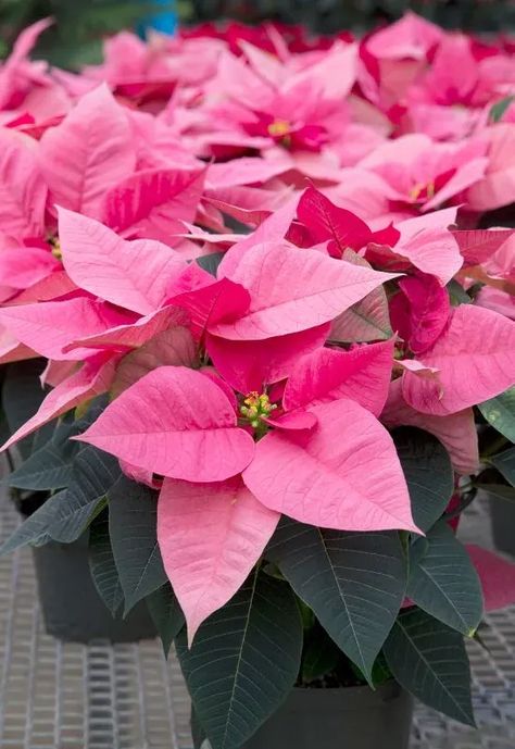 ‘Robyn Pink’ Poinsettia (Euphorbiapulcherrima ‘Robyn Pink’) Christmas Poinsettia Aesthetic, Growing Poinsettia Plants, Pointsetta Plant Christmas Decor, Pointsettas Flowers Poinsettia, Pink Poinsettia, Poinsettia Plant, Winter Rose, Winter Home, Poinsettia Flower