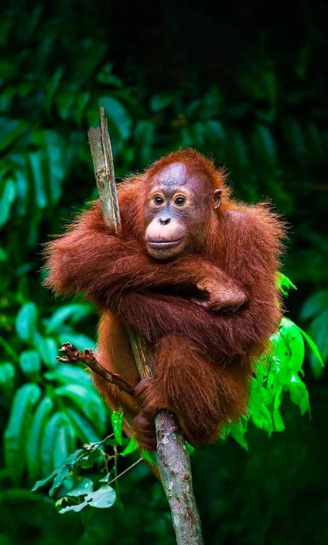 Orangutan Art, Sumatran Orangutan, Types Of Monkeys, Zoo Animals Photography, My Intentions, Baby Orangutan, Photography Animals, Rainforest Animals, Animals Photography