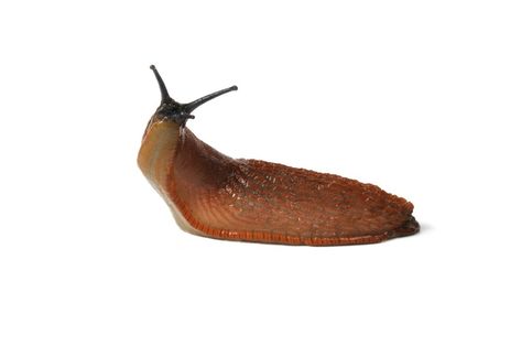 In the continuing battle between gardeners and slugs, some people have tried coffee grounds to ward these voracious eaters away from their tender plants. This is a guide about use coffee grounds to deter slugs. Slugs In Garden, Uses For Coffee Grounds, Slug, Coffee Grounds, Google Search, Plants