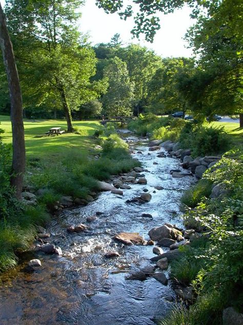 Connecticut, Forest, Running, Green, Travel