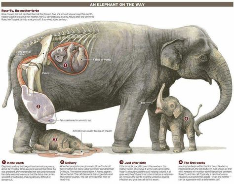 #elephant #pregnancy #motherhood Vet School Motivation, Vet Tech School, Vet Medicine, Vet School, Scary Animals, Zoo Babies, Animal Science, Asian Elephant, Elephant Love