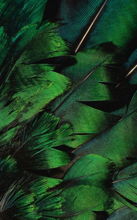 chasingthegreenfaerie Foto Macro, Yennefer Of Vengerberg, Green Inspiration, Slytherin Aesthetic, World Of Color, Color Textures, Green Aesthetic, Color Of Life, Shades Of Black