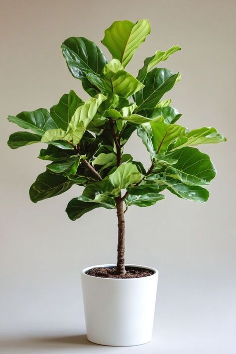 Ficus Plant, Balcony Interior, Metal Lamps, Fiddle Leaf Tree, How To Grow Herbs, Weeping Fig, Plant Vegetables, Fig Plant, Plants Tropical