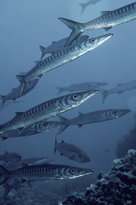 SGF_9008 ed low Barracuda Fish, Fauna Marina, Marsa Alam, Beneath The Sea, Salt Water Fishing, Freshwater Aquarium Fish, Marine Fish, Underwater Creatures, Underwater Life