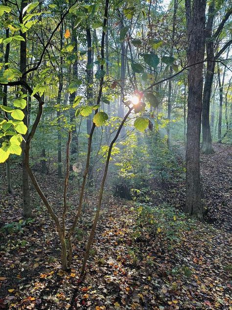 Pennsylvania Photography with Uncovering PA | Ohiopyle State Park | Facebook Pennsylvania Aesthetic, Pennsylvania Photography, Ohiopyle State Park, Light Rain, State Park, Mother Nature, Pennsylvania, State Parks, Natural Beauty