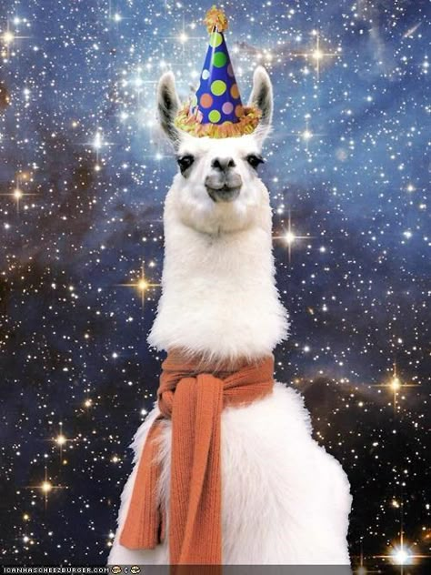 Happy Birthday To Me. - Cheezburger Happy Birthday Humorous, Birthday Funnies, Happy Birthday Memes, Funny Happy Birthday Meme, Funny Happy Birthday Images, Funny Happy Birthday Wishes, Animals Tattoo, Happy Birthdays, Bday Wishes