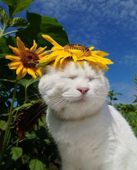 White Cat, Sunflower, Flowers, White