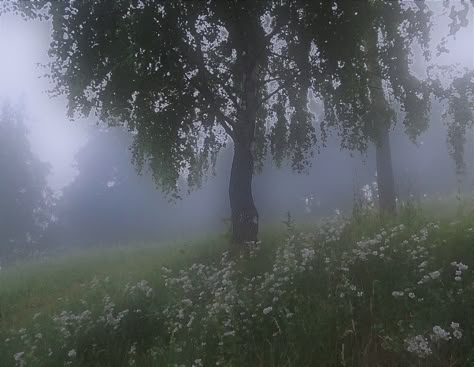 Fog Forest Aesthetic, Foggy Field Aesthetic, Foggy Cottagecore, Foggy Flower Field, Foggy Victorian Aesthetic, Foggy Weather, Dark Green Aesthetic, Foggy Forest, Pretty Landscapes