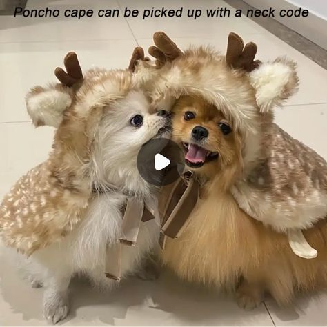 Best For Dogs Under 8 Lbs One Size M One Size L Dog Halloween Costumes Small Dogs, Poochon Puppy Haircut, Puppy Videos Funny, Cute Dog Christmas Photos, Maltipoo Christmas, Dog Christmas Outfits, Small Dog Christmas Pictures, Funny Pet Christmas Photos, Goats In Sweaters