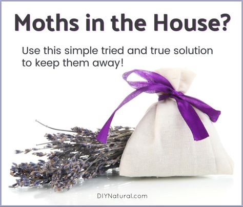 Natural Moth Repellent, Get Rid Of Moths In House, Getting Rid Of Moths, Repellent Diy, Natural Cleaners Diy, Cleaning Naturally, Moth Repellent, Diy Pest Control, Cleaning Stuff