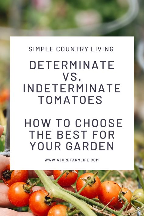 Determinate Vs. Indeterminate Tomatoes - How To Choose The Best Type For Your Garden - Azure Farm Indeterminate Tomatoes, Azure Farm, Determinate Tomatoes, Types Of Tomatoes, Homestead Living, Garden Types, Summer Snacks, Home Vegetable Garden, Garbanzo Beans