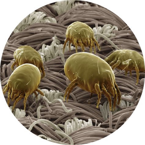 ODACTRA® (House Dust Mite Allergen Tablet) | Understanding House Dust Mite Allergy Dust Mite Allergy, Microscopic Images, Under A Microscope, Under The Microscope, Electron Microscope, Cool Facts, Things Under A Microscope, Bed Bugs, Random Facts