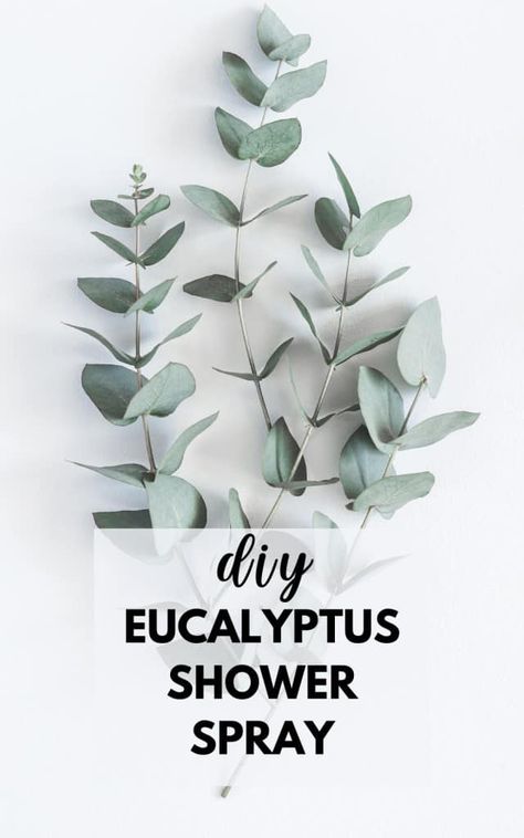 Eucalyptus Shower Spray - Make This Mist For A Luxurious Feel Eucalyptus Shower Spray, Vinegar Cleaning Spray, Diy Eucalyptus, Salt Scrubs, Homemade Essential Oils, Interesting Thoughts, Shower Spray, Essential Oil Remedy, Essential Oil Spray