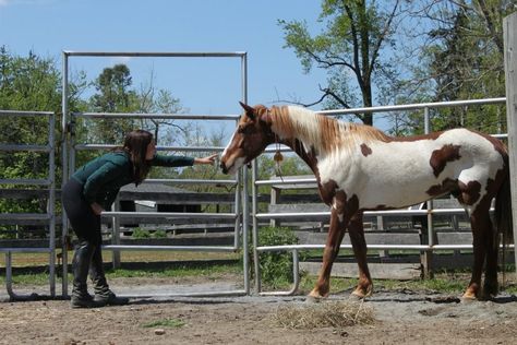 Mustang Makeover, Bowl Bathroom Sink, Bathroom Sink Countertop, To Whom It May Concern, Brass Sink Faucet, Horse Training Exercises, Horse Reference, Horse Fencing, Horse And Human