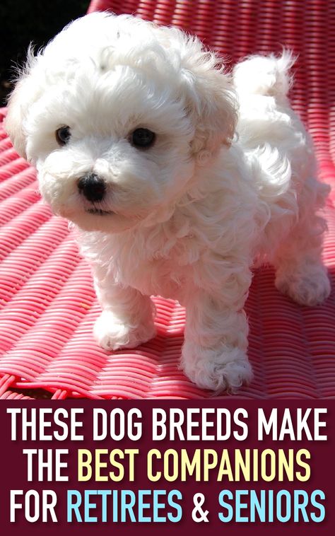 Best Small Dogs, Top Dog Breeds, Senior Dogs, Cute Little Puppies, Best Dog Breeds, White Dog, Little Puppies, Small Dog Breeds, Charles Spaniel