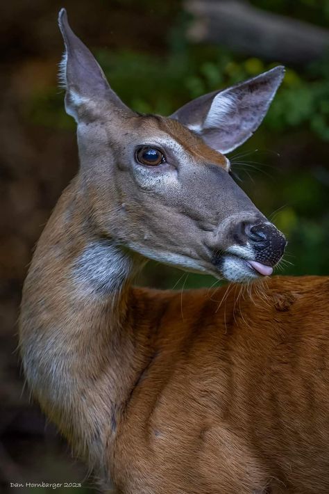 Deer Side Profile, Animal Poses, Female Deer, Profile Drawing, Family Unit, Deer Pictures, Fruits Drawing, Creature Of Habit, Animal Totem