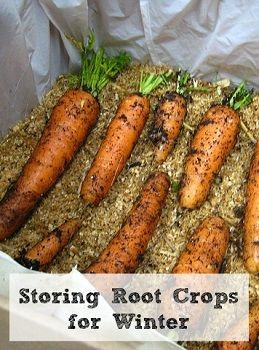 Storing Root Crops for Winter... Storing Vegetables, Canned Food Storage, Root Cellar, Vegetable Storage, Magic Garden, Have Inspiration, Survival Food, Olive Garden, Food Garden