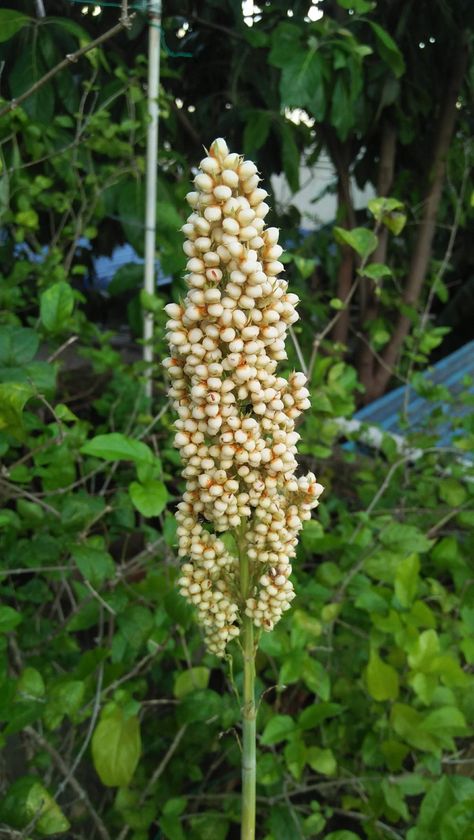 Millet Plant in Terrace Garden Millet Plant, Terrace Garden, Millet, Creative Activities, Amazing Flowers, My Garden, Planting, Craft Room, Planting Flowers