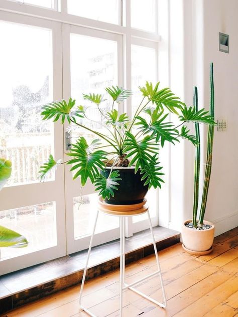 Philodendron Xanadu, Indoor Tropical Plants, Philodendron Plant, Living Room Plants, Leafy Plants, Inside Plants, Best Indoor Plants, House Plants Decor, Décor Boho