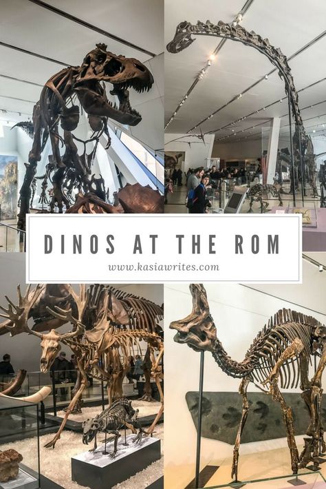 Toronto's Royal Ontario Museum, known as the ROM, has a spectacular display of dinosaur bones among the museum's collection of more than six million objects and specimens. And there are dinos in the lobby! Traveling Canada, Toronto Trip, Dinosaur Display, Fossil Museum, Newfoundland Travel, Royal Ontario Museum, Toronto Travel, Travel Oklahoma, Dinosaur Bones