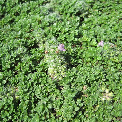 NP:Elfin Creeping Thyme Garden Border Edging, Texas Native Plants, Creeping Thyme, Fresh Cut Christmas Trees, Low Water Gardening, Holiday Planter, Alpine Garden, Evergreen Plants, Fountains Outdoor