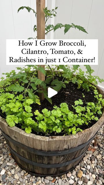 26K views · 1K likes | Resh Gala | Organic Gardener on Instagram: "I grew Broccoli, Tomatoes, Cilantro & Radishes in just 1 Container!! This is how you can too:👇  SPRING: Broccoli + Cilantro  SUMMER: Tomato + Cilantro FALL: Radishes + Cilantro WINTER: Cilantro  In spring, I planted broccoli and direct sowed cilantro seeds as a border around it, keeping pests away from brassicas.  In summer I harvested broccoli & planted tomato in its place. Cilantro continued to grow well in the shade of the tomato plant through the warmer months.  In late summer, I replaced the tomato & cilantro by planting radishes in its place.  In early fall, I harvested the radishes & direct sowed more cilantro, covered it with hoops and farm grade plastic to grow & enjoy in snowy winter months!  Hope you try this co Growing Radishes In Containers, Radish Plant, Planting Radishes, How To Grow Cilantro, Growing Radishes, Cilantro Seeds, Growing Cilantro, Tomato Plant, Summer Tomato